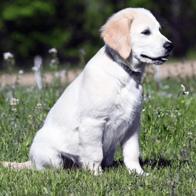 English Cream Golden Retrievers