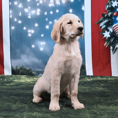 Champion Bloodline Puppies